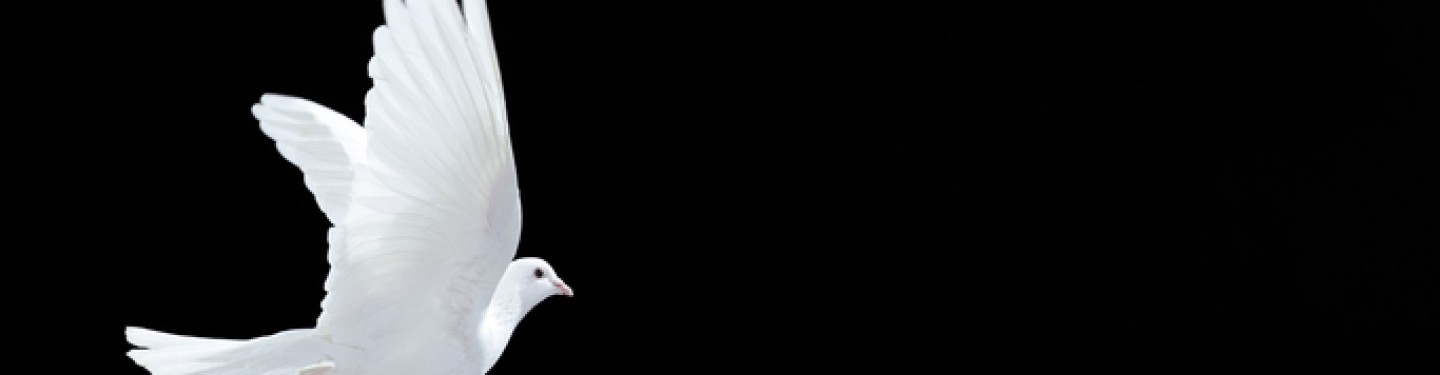 dove of peace